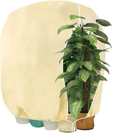 Augalų žiemos gaubtas